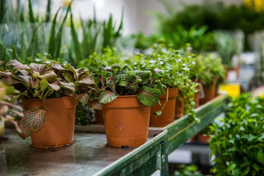 Coniferous garden plants being sold in plant nursery