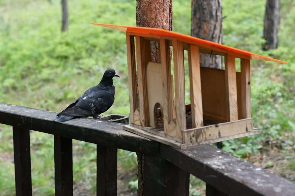 pigeon home feeding station woods nature bird life biodiversity birds