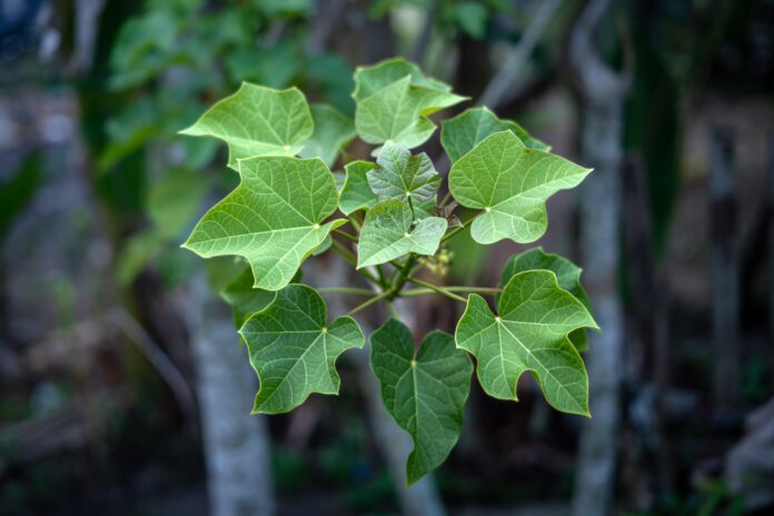 Hedge castor (jatropha curcas) green leaf