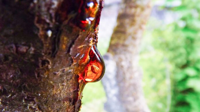 Resin on a tree trunk