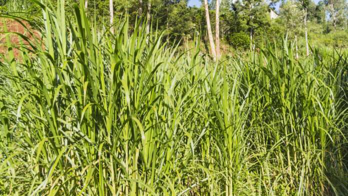 Napier Grass Crop in Kiambu, Kenya