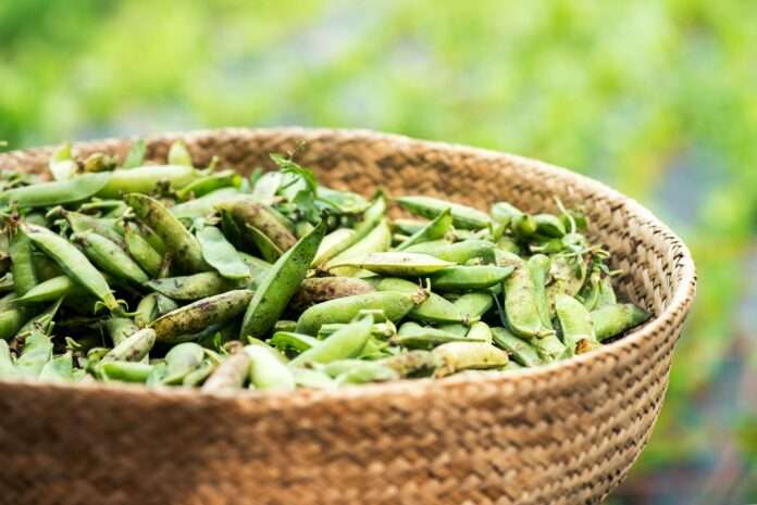 Legume peas in basket