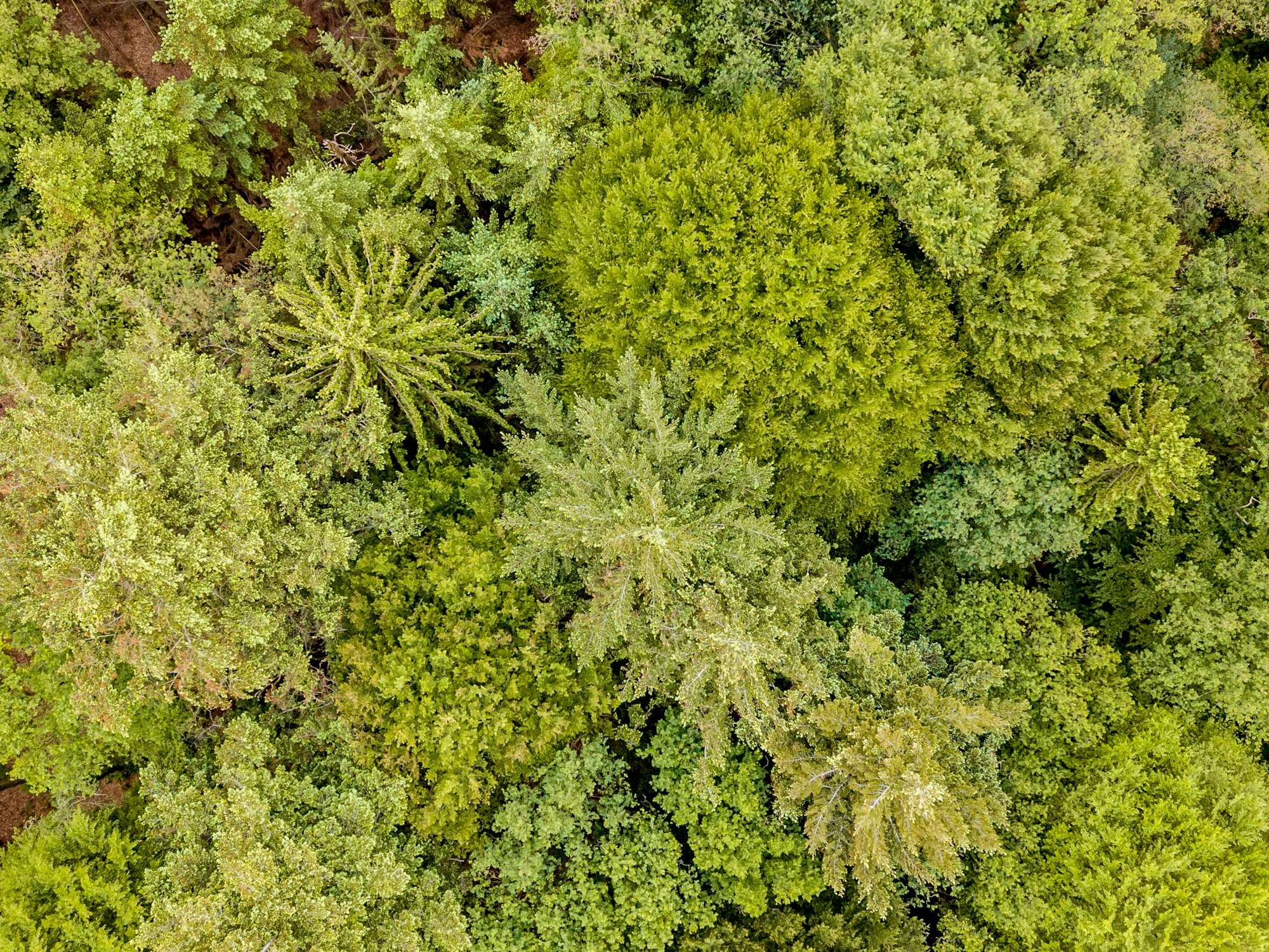 Aerial view mixed forest