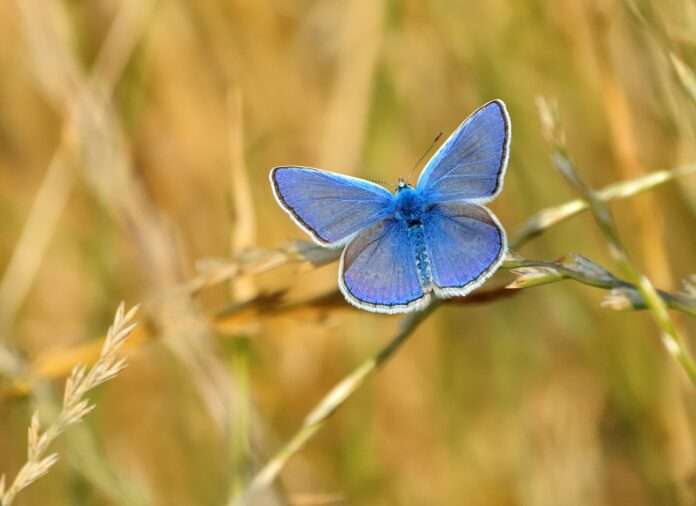 Common Blue butterfly Polyommatus icarus on the grass