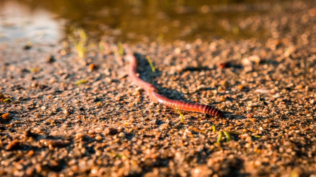 earthworm