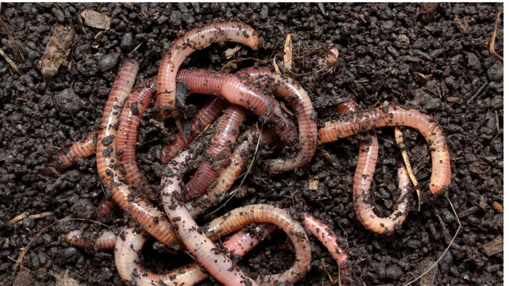 earthworms
