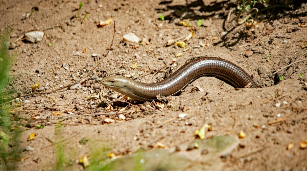 earthworm burrowing
