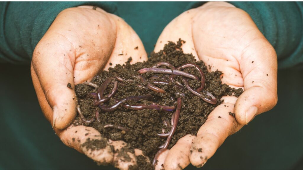earthworm in ecosystem restoration
