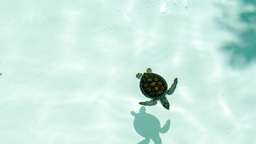 turtle in a sea