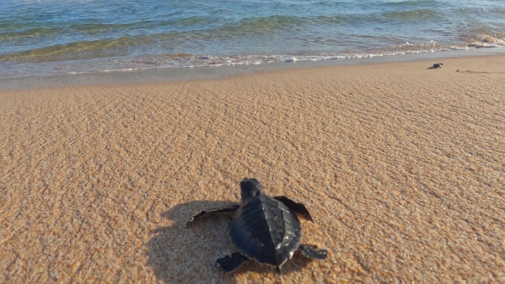 turtle on beach