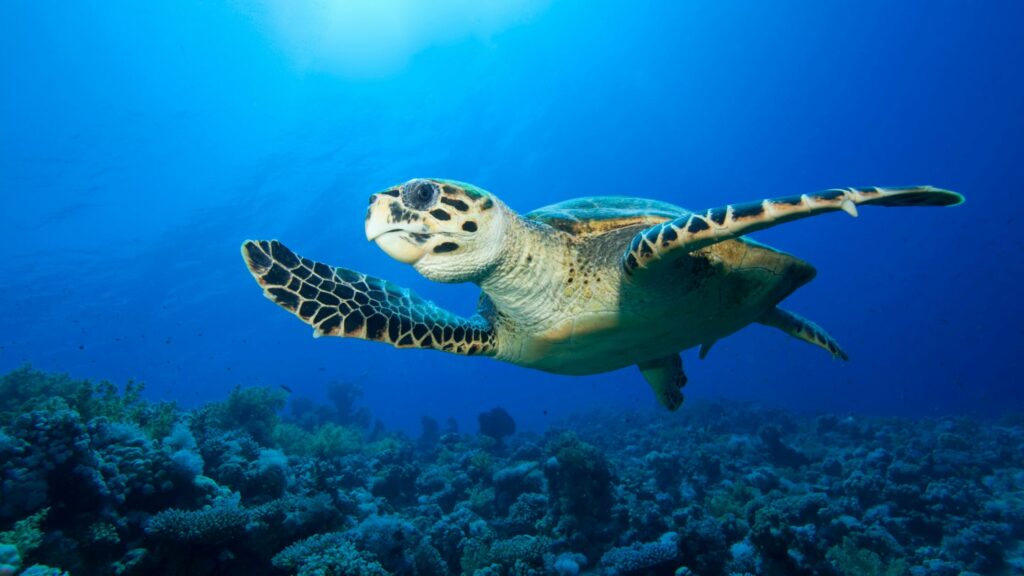 closeup of turtle