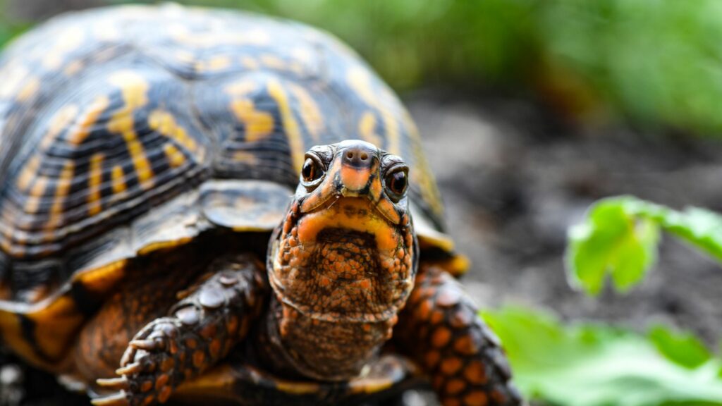 Turtles