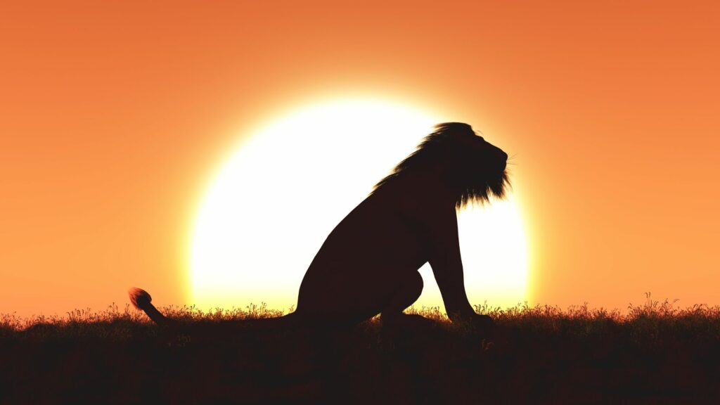 lion