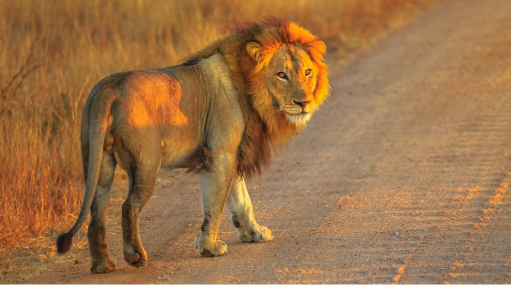 lion