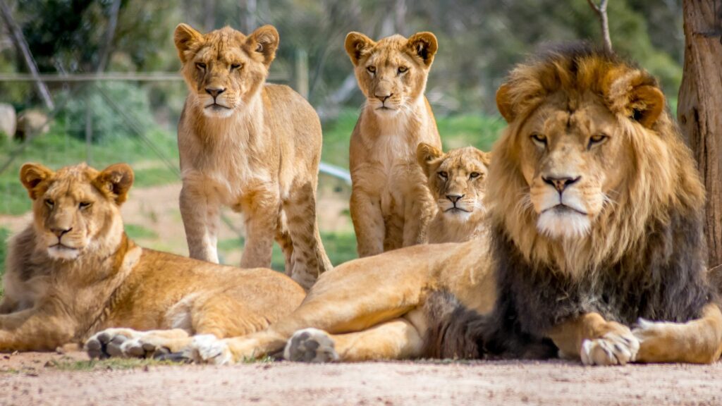 lion