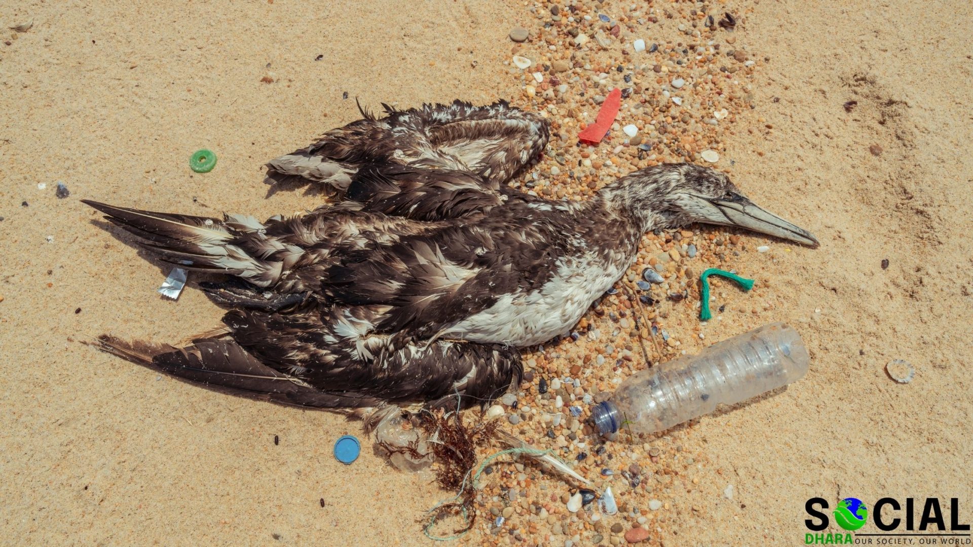 Plastic Pollution World is Drowning in Plastic Pollution SocialDhara