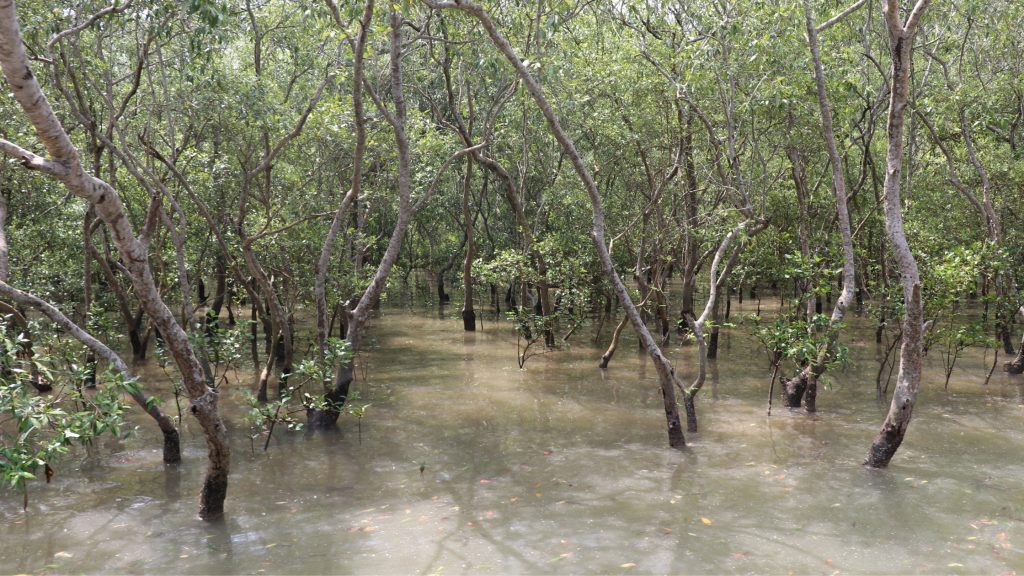 Mangroves