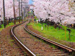 Sakura tree and train track