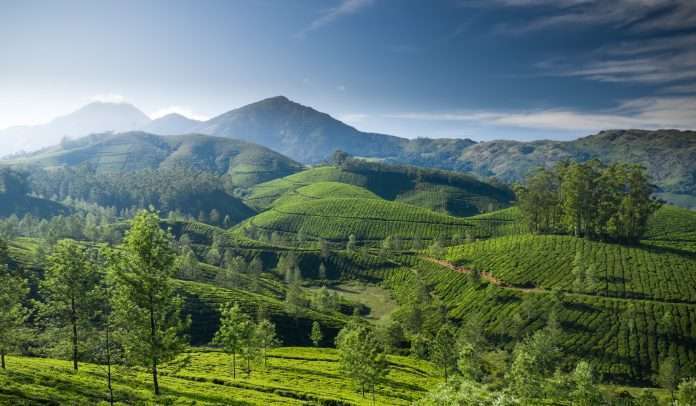 Beautiful tea plantation landscape in the morning.