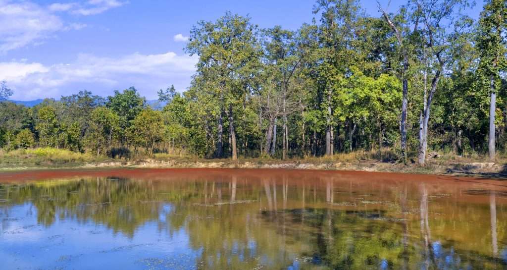 Clay Rich Swamps, Sal Forest, Royal Bardia National Park, Nepal