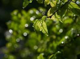 Close-up view of green leaves with droplets on a rainy day