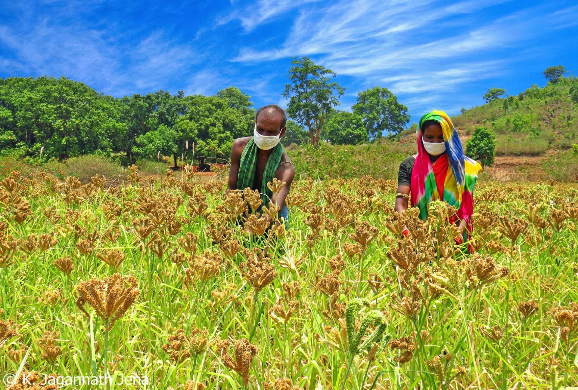 Regenerative Agriculture In An Era Of Climate Change | SocialDhara