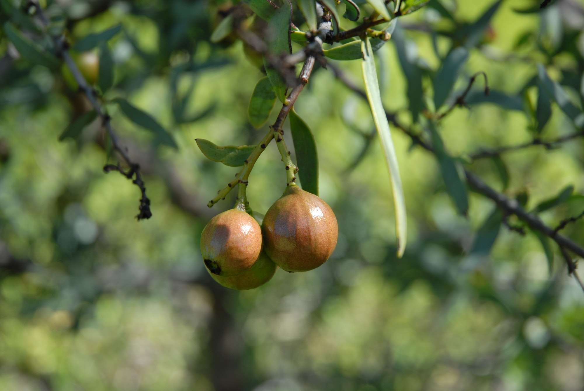 Sandalwood Tree: The Fragrance of Forests – Grow Billion Trees