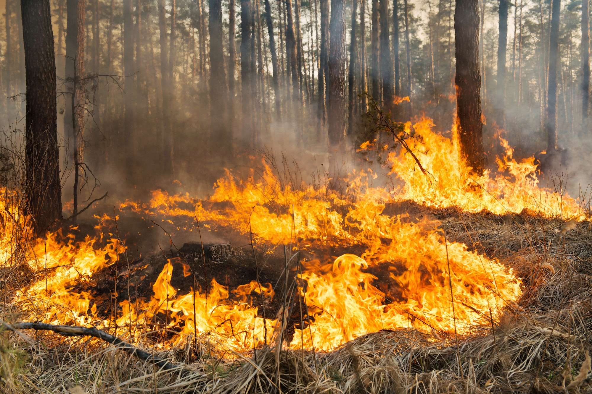 Big fire in coniferous forest