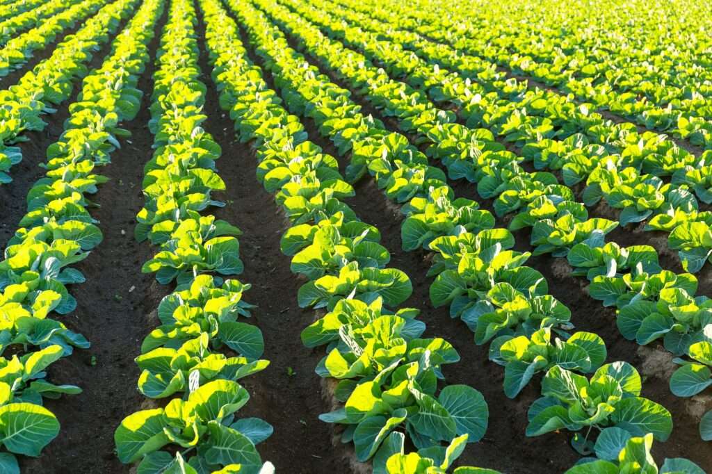 Green vegetable farm under sunlight