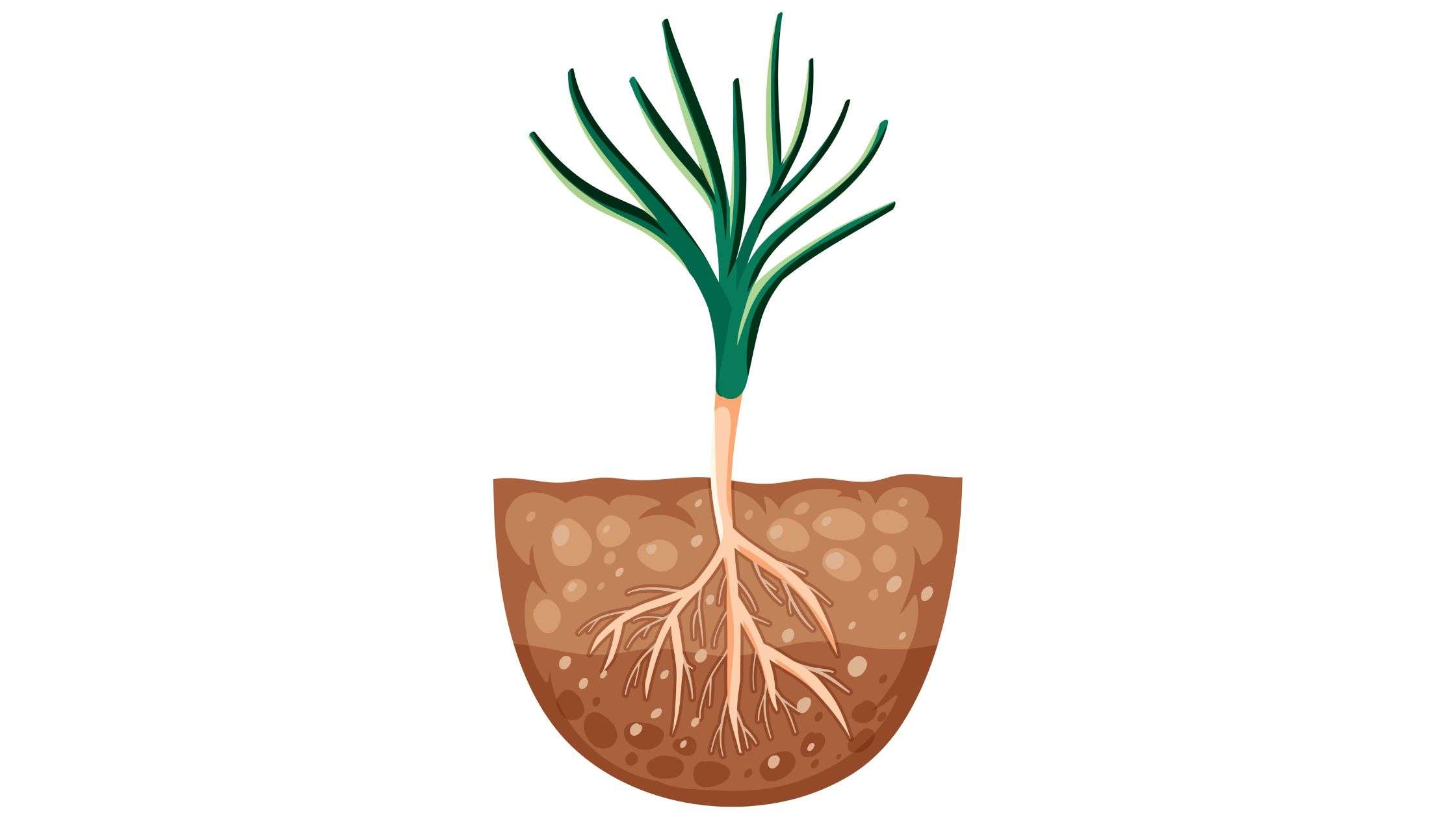 Potential Of Multi-Purpose Tree Species (MPTs) For Enhancing Food ...