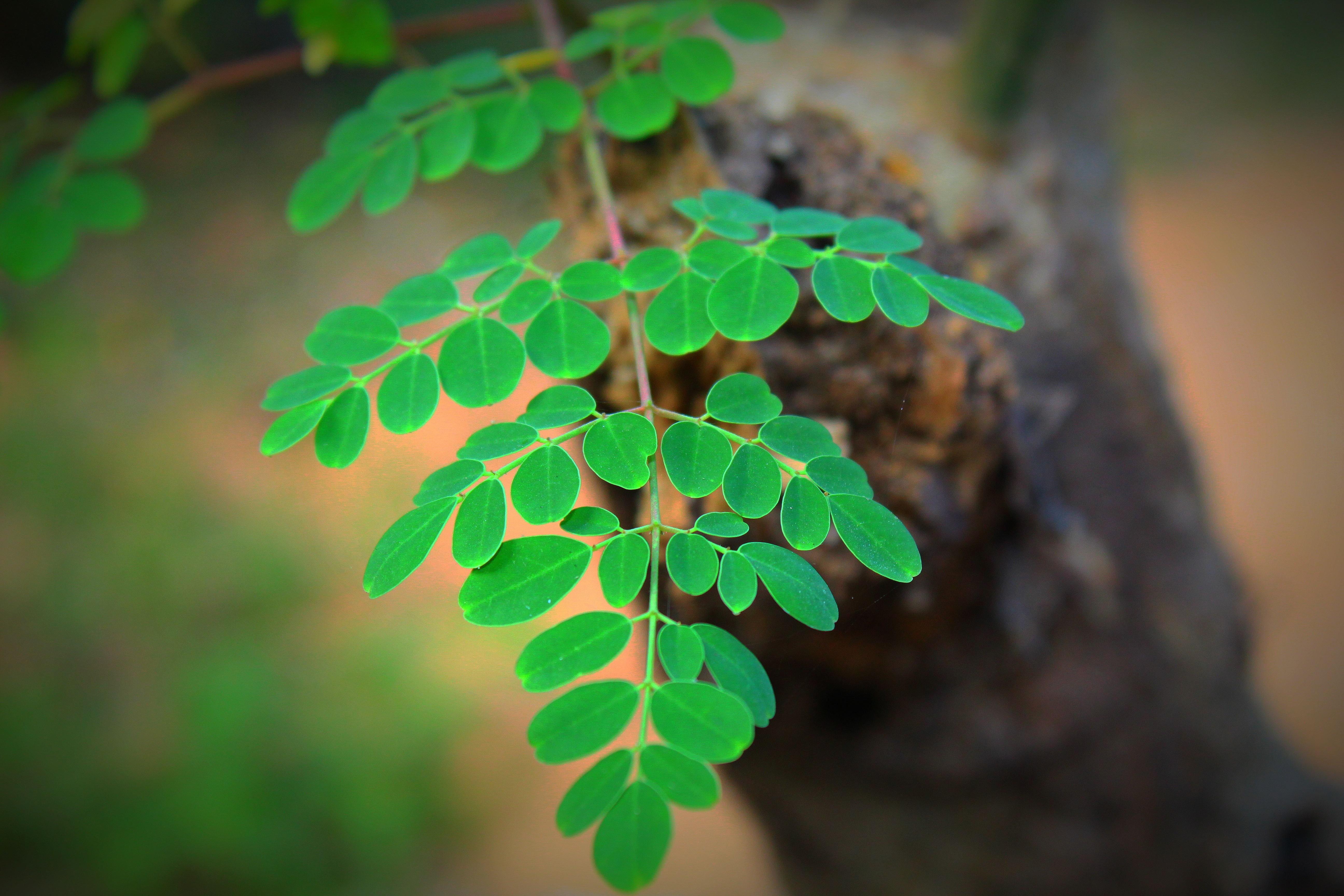 Leaves on a branch of a moringa plant.