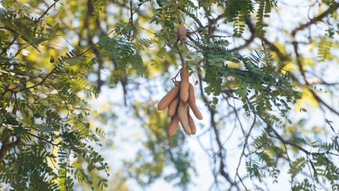 Tamarind Fruits hang on a tree branch, fresh and raw fruits.