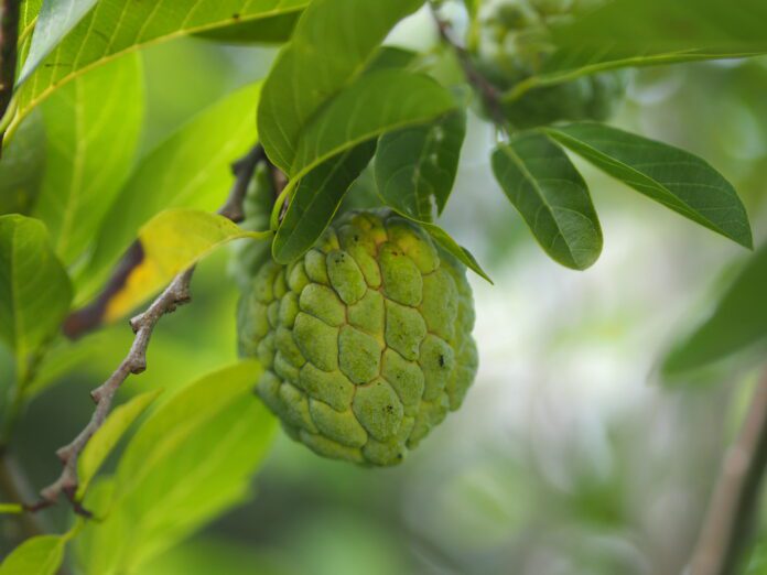 fruit custard apple tree, sugar apple, sweetsop, or anon, Annona squamosa plants Annona squamosa