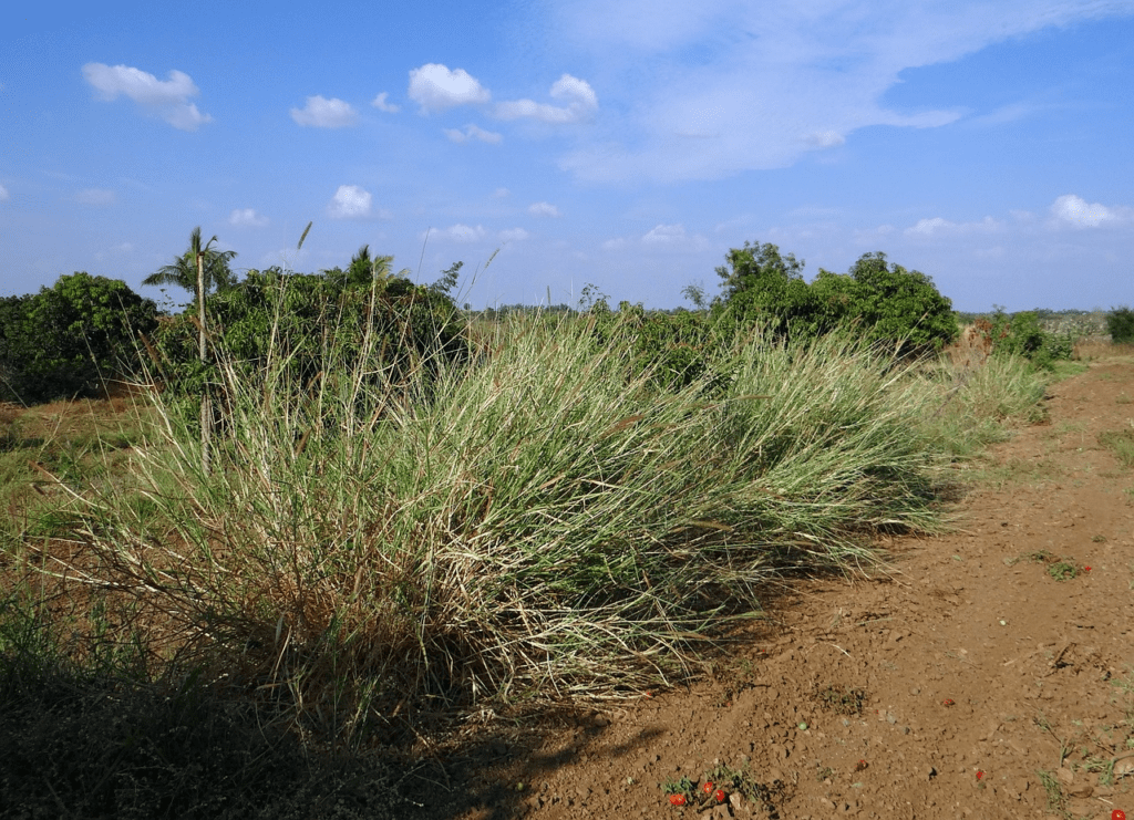 Napier Grass