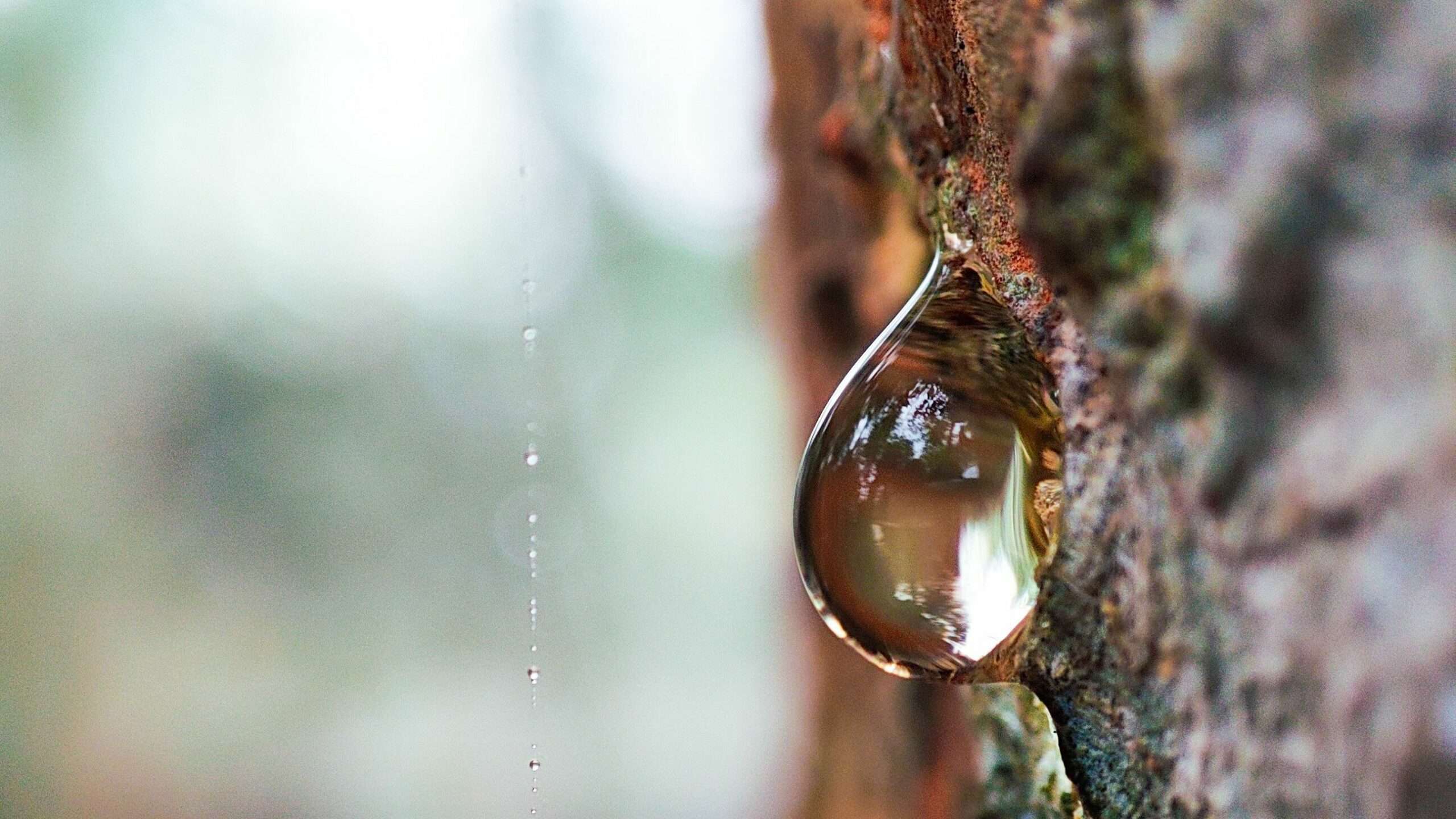 Macro shot of resin drop on the bark of a tree against a blurry background with copy space