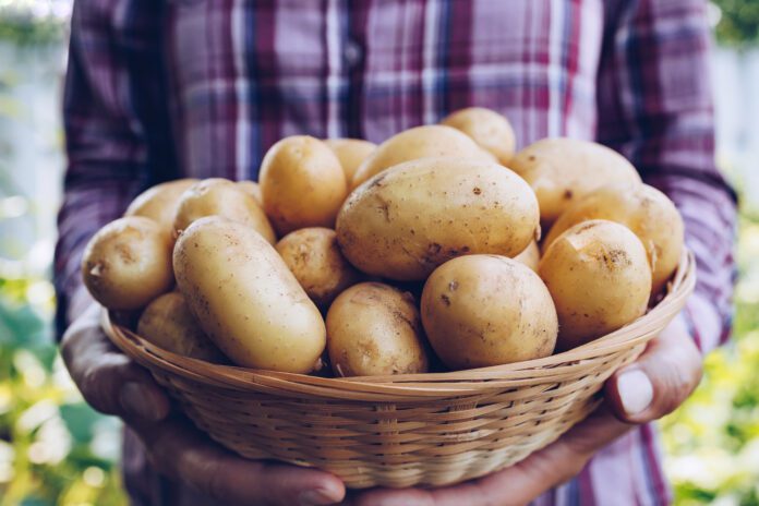 Potatoes. Farmer holding freshly harvest potatoes in hands on farm.