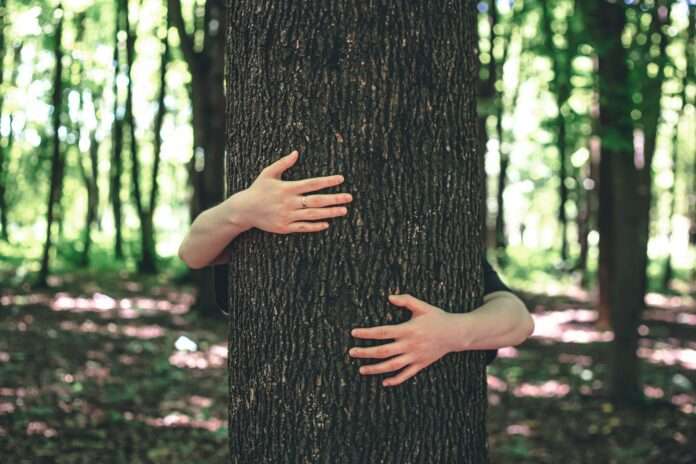 Women's hands hug a tree in the forest, love for nature.