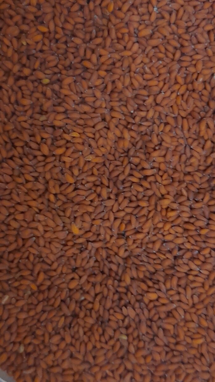 The seeds of garden cress (Halim Seeds)