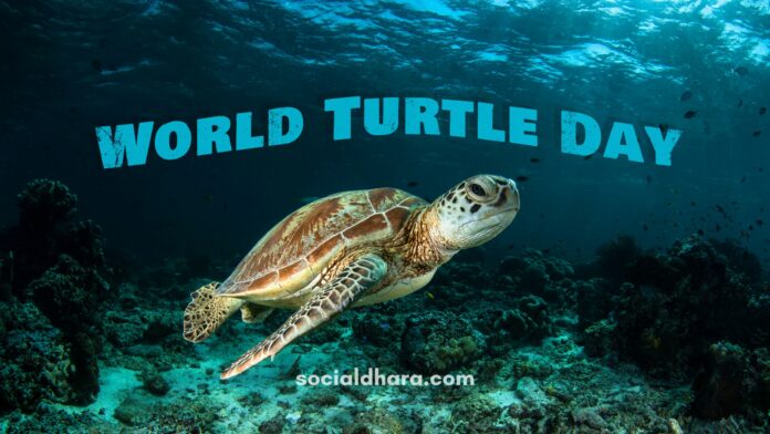 turtles